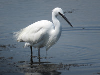 Rye Harbour Nature Reserve